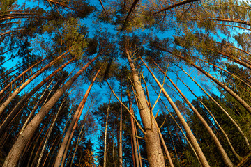 Sky Stars Above Crowns Of Pines Trees Woods. Night Natural Starry Sky Above Woods. Night Landscape...
