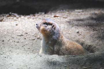 perrito de la pradera