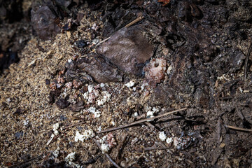 Bore dust a reddish sawdust like substance known as frass could be an indication of Pine Beetle activity