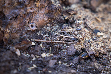 Pitch Tube on a Pine Tree Created by a Pine Beetle. Strong evidence this tree might be infected.