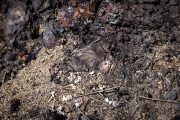 Bore dust a reddish sawdust like substance known as frass could be an indication of Pine Beetle activity