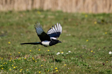 Eurasian magpie (Pica pica)