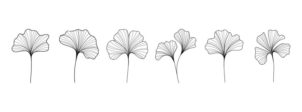 Ginkgo biloba outline sketch. Abstract botanical ginkgo tree leaf silhouettes, elegant vintage floral chinese plant elements for logo design. Vector isolated set