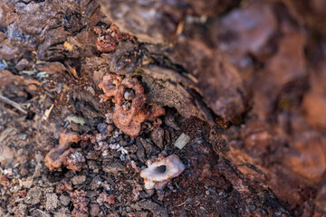 Pitch Tube on a Pine Tree Created by a Pine Beetle. Strong evidence this tree might be infected.