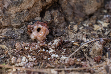 Pitch Tube on a Pine Tree Created by a Pine Beetle. Strong evidence this tree might be infected.