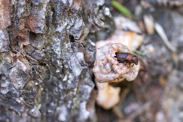Small Western Pine Beetle climbing on top of a pitch tube where he has access to the inside of the tree.