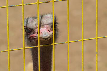portrait of a ostrich behind bars