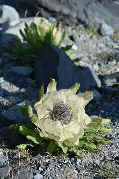 Saussurea involucrata 
