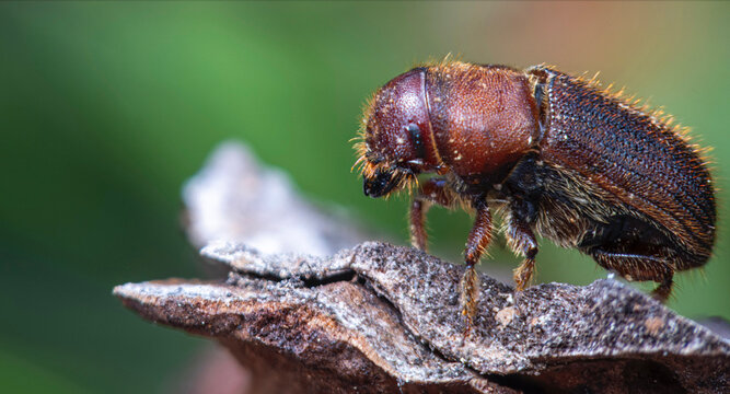 Western Pine Beetle close up on a piece of tree bark