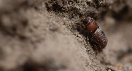 Western Pine Beetle close up on a piece of tree bark