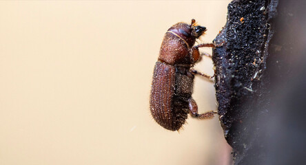 Western Pine Beetle close up on a piece of tree bark