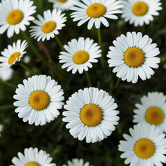 Obraz premium Common Daisy Flower