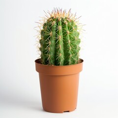 Cactus in a pot isolated on white background