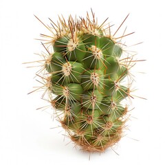 Cactus isolated on white background. Barrel cactus or Echinocactus grusonii is a species of barrel cactus native to Mexico.