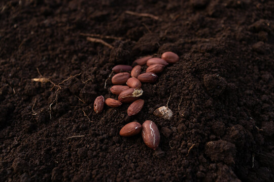 Semillas de cacahuate (man&iacute;) en la tierra listas para ser plantadas