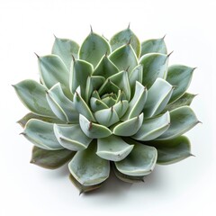 Fototapeta premium The image is of a green succulent plant with white background, isolated
