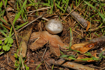 Pilz Erdstern, Halskrausenerdstern, Geastrum triplex, Geastrum sessile