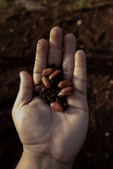 Semillas de cacahuate (maní) en manos de agricultor tradicional