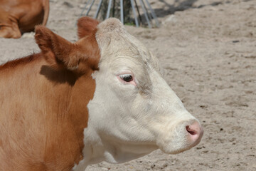 Porträt eines Hinterwalder Rindes, Bos Taurus