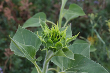 Knospe einer Sonnenblume, Helianthus Annies