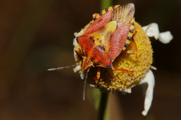 Purpur-Fruchtwanze, Carpocoris Pudocus