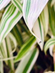 Fototapeta premium close-up photo capturing a single raindrop resting on a vibrant green leaf. The delicate droplet reflects the surrounding environment, highlighting the intricate veins and texture of the leaf.