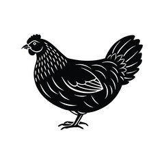 hen isolated on black vector