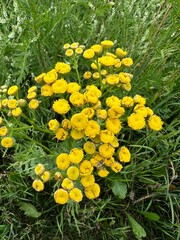 fields of beautiful flowers on the meadow and green grass