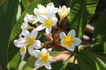 close up on flowers in sunlight