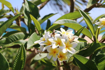 close up on flowers in sunlight