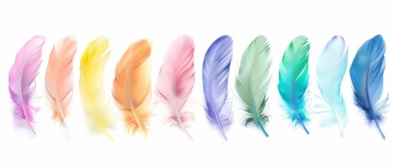 A horizontal range of colorful pastel feathers on white background, flat lay, banner, creative, minimal art composition