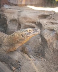 komodo dragon on the rocks