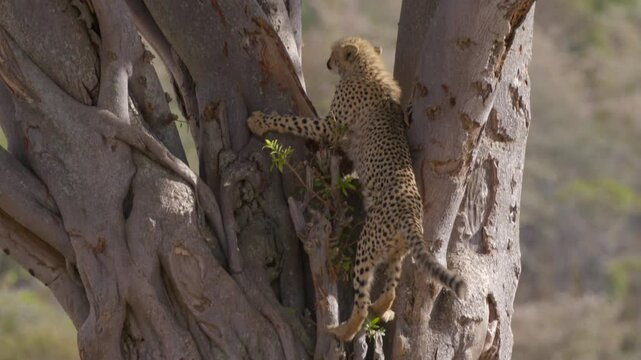 Two South African Cheetah One Climbs Up Tree to Hunt A Bird Slow Motion