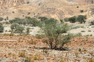 Paisaje desértico, Sultanato de Omán