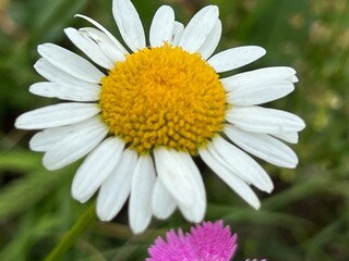 Fototapeta premium fields of beautiful flowers on the meadow and green grass