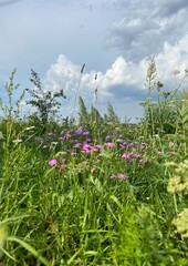 Obraz premium green field with wildflowers and blue sky in the clouds