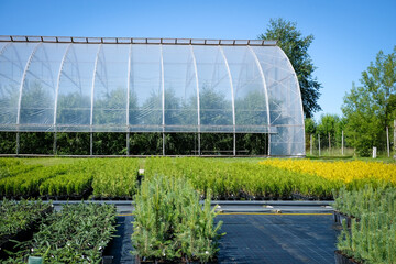Tree nursery and decorative tree shop in summer. Gardening shop