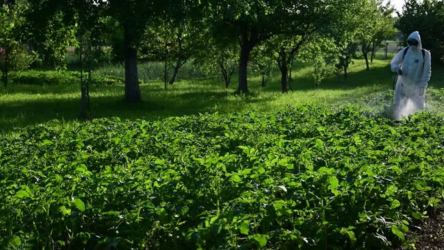 Chemical treatment of potato plants from blight like Phytophthora infestans or late blight fungus and pests like wireworm and Colorado beetle. Crop protection with a high-pressure garden sprayer