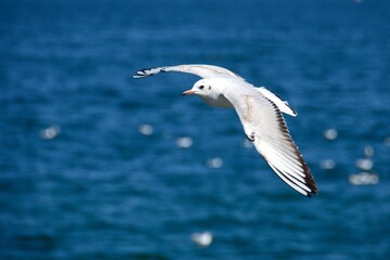 Gaviotas en la costa de Mutrah, Sultanato de Omán