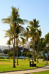 Jardín con palmeras junto a la costa de Mutrah, Sultanato de Omán