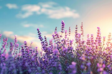 Obraz premium Beautiful lavender field