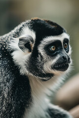 Obraz premium Colobus Monkey Portrait with Striking Black and White Fur in Natural Light