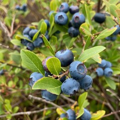 Plump blueberries, deep blue with a slight silvery dusting, clustered on low bushes, surrounded by their dusty green leaves. 