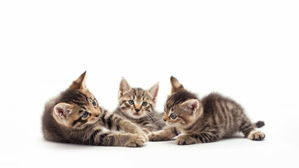 Fototapeta premium Three little kittens laying on a white background. Pet products advertising banner template with free space for product placement or promotional text.