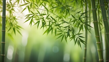 Fototapeta premium Bamboo leaves with blurred bokeh background