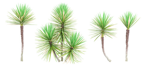 3d rendering of Aloe yucca trees on transparent background
