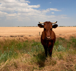 cow calf grazing in a field on a farm