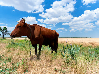 cow calf grazing in a field on a farm