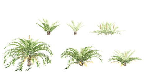 collection of cardboard palm trees beautiful isolated on white background