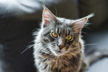 close up portrait of a maincoon cat